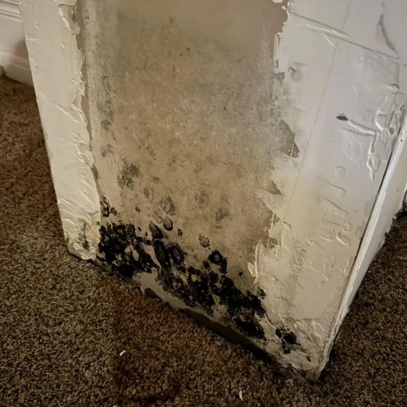 Professional Mold Removal in Fort Oglethorpe, GA